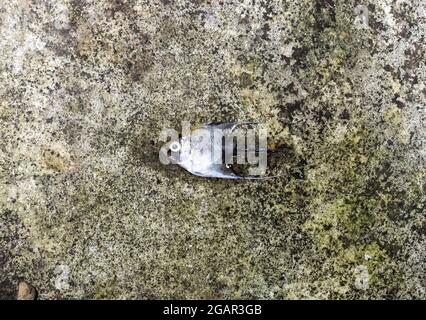 Il pesce angelo di marmo dorato è morto a causa di shock d'acqua. Pesce piccolo morto a terra. Foto Stock