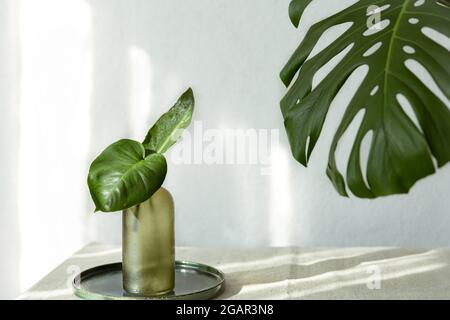 Vaso con foglie naturali e foglia di monstera all'interno della sala. Foto Stock