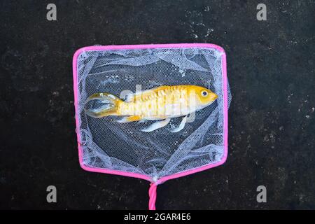 Il pesce giallo Koi con pinna lunga è morto a causa della scarsa qualità dell'acqua, ad esempio l'avvelenamento da ammoniaca. Catched da rete di pesca. Foto Stock