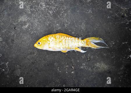 Il pesce giallo Koi con pinna lunga è morto a causa della scarsa qualità dell'acqua, ad esempio l'avvelenamento da ammoniaca. Foto Stock