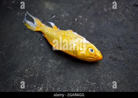 Il pesce giallo Koi con pinna lunga è morto a causa della scarsa qualità dell'acqua, ad esempio l'avvelenamento da ammoniaca. Catched da rete di pesca. Foto Stock