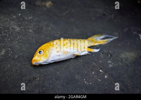 Il pesce giallo Koi con pinna lunga è morto a causa della scarsa qualità dell'acqua, ad esempio l'avvelenamento da ammoniaca. Vista laterale. Foto Stock