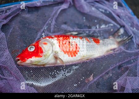 Il pesce Kohaku Koi è morto a causa della scarsa qualità dell'acqua, ad esempio l'avvelenamento da ammoniaca. Catched da rete di pesca. Vista dall'alto inferiore. Foto Stock