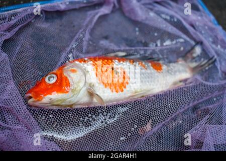 Il pesce Kohaku Koi è morto a causa della scarsa qualità dell'acqua, ad esempio l'avvelenamento da ammoniaca. Catched da rete di pesca. Vista dall'alto inferiore. Foto Stock