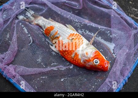 Il pesce Kohaku Koi è morto a causa della scarsa qualità dell'acqua, ad esempio l'avvelenamento da ammoniaca. Catched da rete di pesca. Vista superiore destra. Foto Stock