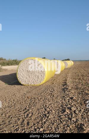 Tempo di raccolta del cotone. Balle rotonde di cotone raccolto avvolte in plastica gialla Foto Stock