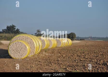 Tempo di raccolta del cotone. Balle rotonde di cotone raccolto avvolte in plastica gialla Foto Stock
