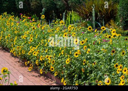 Vista ravvicinata di un bordo di fiori gialli luminosi (echinacea paradoxa) in un giardino ornamentale soleggiato Foto Stock