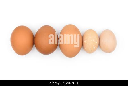 Confronto tra uova di pollo standard e uova di bantam. Isolato su bianco. Foto Stock