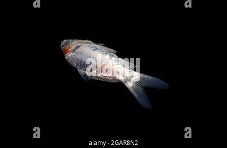 Il pesce Kohaku Koi è morto a causa della scarsa qualità dell'acqua, ad esempio l'avvelenamento da ammoniaca. Isolato su nero. Vista superiore destra. Foto Stock