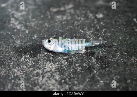 Il pesce di vetro dipinto indiano è morto a causa della malattia della spina dorsale piegata. Morto piccolo pesce a terra. Foto Stock