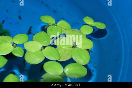 Home acquario piante galleggianti chiamato Amazon frogbit o Lignobium Laevigatum morso da pesci d'acqua dolce. Vista laterale. Foto Stock