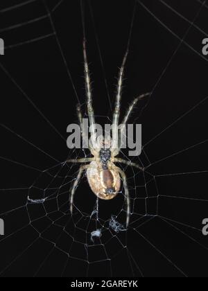 Ragno identificato come Araneus diadematus, ventrale view - macrofotografia Foto Stock