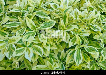 Primo piano del fogliame variegato verde e bianco primaverile su Euonymus fortunei Silver Queen arbusto sempreverde, maggio, Inghilterra Regno Unito Foto Stock