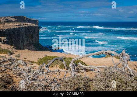 Scogliere a strapiombo e arida vegetazione semi-desertica della testa della bight sull'Oceano Meridionale Foto Stock