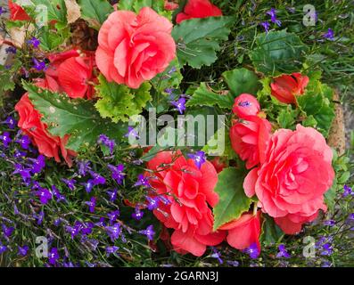 Tardo estate fioritura rosa profondo fiori begonia doppio e blu / viola coda lobelia in terracotta pentola, agosto Inghilterra UK Foto Stock