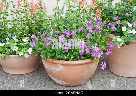 Bacopa Abunda colossale, Brachyscome Brasco Violet, Diascia Aurora Apricot fioritura in vasi di terracotta su bandiere di pietra contro muro bianco, luglio Inghilterra Foto Stock