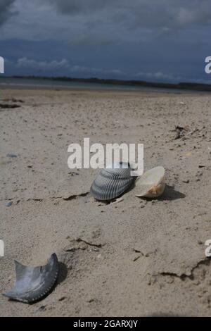 Rifiuti naturali - conchiglie scartate sulla spiaggia Foto Stock