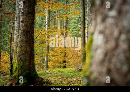 Colori autunnali delle foglie di alberi nella faggeta di Cansiglio, provincia di Treviso, Veneto, Italia Foto Stock