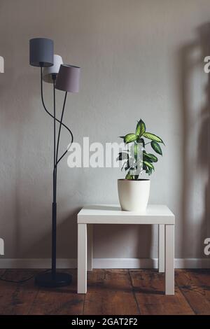 Dieffenbachia o Dumb pianta di canna in un vaso di fiori bianco su un tavolo bianco in stile minimalista e scandinavo interno Foto Stock