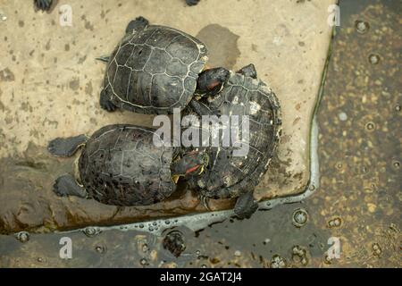 Tre tartarughe su una pietra. Tartarughe d'acqua tra l'acqua. Animale a sangue freddo. Foto Stock