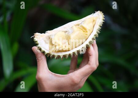 Indonesia Batam - frutta Duriana con ricca carne gialla Foto Stock