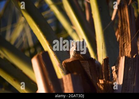 Scoiattolo grigio asiatico su albero di palme datteri, chippunk primo piano mangiare frutta dolce data, mammifero fauna animale natura fauna Foto Stock