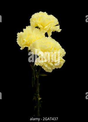 Bellissimi fiori giallo pallido garofano isolati su sfondo piano Foto Stock