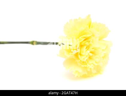 Bellissimi fiori giallo pallido garofano isolati su sfondo piano Foto Stock