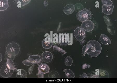 Gruppo di meduse comuni (Aurelia aurita) nel Mar Baltico Foto Stock