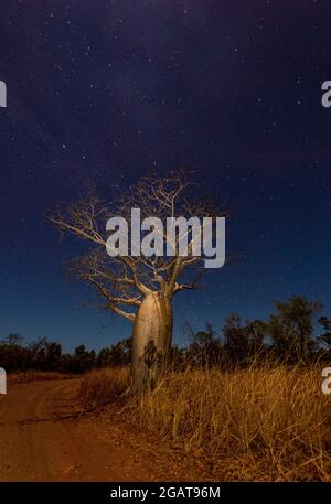 Silhouette di un albero di Boab (Adansonia gregorii) sotto il cielo notturno, regione di Kimberley, Australia Occidentale, WA, Australia Foto Stock