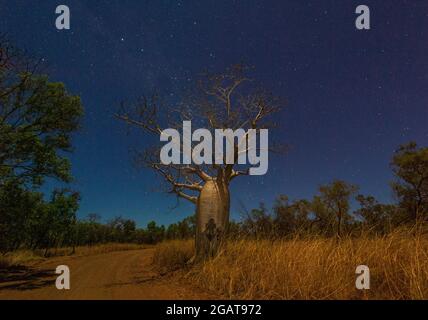 Silhouette di un albero di Boab (Adansonia gregorii) sotto il cielo notturno, regione di Kimberley, Australia Occidentale, WA, Australia Foto Stock