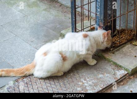 gatto bianco affamato mangia cibo secco trovato sulla strada. nutrire animali vagi. gatto bello Foto Stock