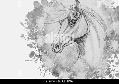 Disegno a matita di un cavallo su carta bianca. Ritratto di un animale con una lunga mane in via di sviluppo. Schizzo monocromatico disegnato a mano. Pittura digitale ad acquerello Foto Stock