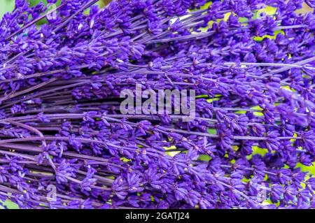 Primo piano di lavanda in grappoli. Isolato fondo di grano di lavanda. Bouquet viola fiori freschi Foto Stock