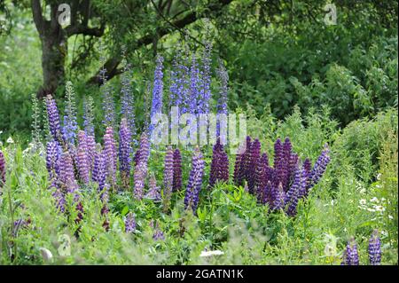 Un giardino di campagna inglese con lupini in fiore - Lupin polyphyllus - in estate Foto Stock