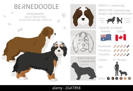 Bernedoodle mix di razza clipart. Diversi colori del cappotto e set di pose. Illustrazione vettoriale Illustrazione Vettoriale