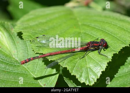 Il grande rosso damselfly Pyrrhosoma nymphula seduto su una foglia Foto Stock