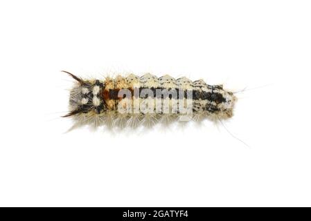 Noce-albero tussock larva Cococasia coryli isolato su sfondo bianco Foto Stock