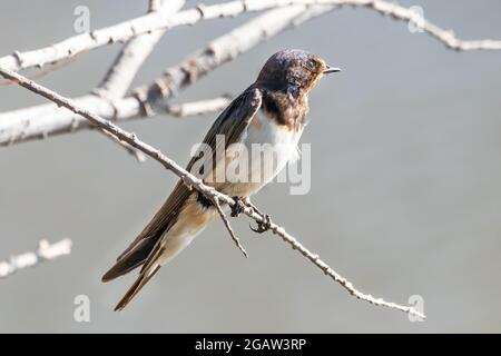 Deglutire il fienile (Hirundo rustica). È la specie di rondine più diffusa al mondo. Si tratta di un caratteristico uccello passerino con parti superiori blu AN Foto Stock