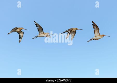 Composizione fotografica di godwit a coda nera (Limosa limosa) in volo Foto Stock