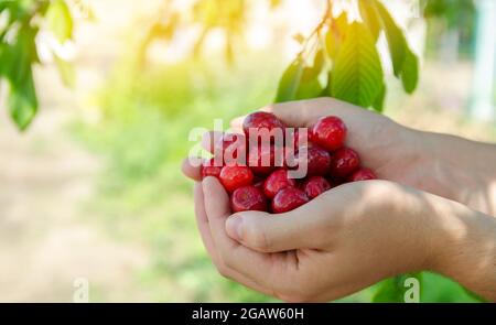 Ciliegie rosse dolci mature nelle mani di un contadino. Raccolta estiva di bacche. Dieta sana. Messa a fuoco selettiva Foto Stock