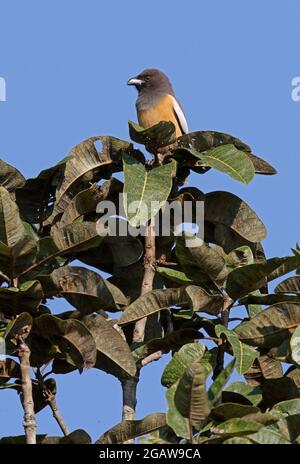 Rufous Treepie (Dendrocitta vagabunda kinneari) adulto arroccato sulla cima dell'albero della Thailandia settentrionale Novembre Foto Stock