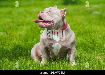 Una tasca Lilac colore americano Bully cucciolo cane seduta su erba verde. Cane di medie dimensioni con un corpo muscolare compatto e voluminoso, testa bloccante e osso pesante Foto Stock