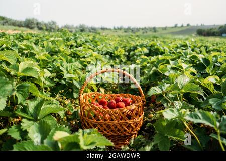 Raccolta di frutta su campo di fragole, raccolta su piantagione di fragole. Cestino di paglia pieno di fragole fresche. Donna che raccoglie bacche in azienda, fragola Foto Stock