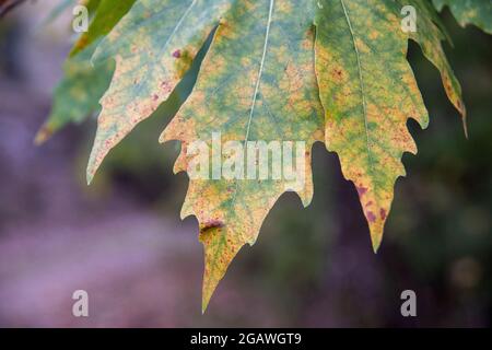 foglie nella foresta nella stagione autunnale Foto Stock