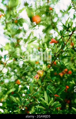 Melograno fiorisce in fiori rossi con piccoli frutti sui rami Foto Stock