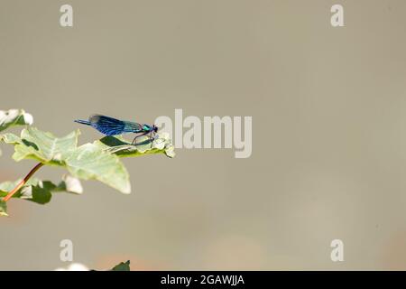 Libellula blu su sfondo acquatico. Alsazia, Francia. Questa varietà molto estetica di libellula si chiama demoiselle. Il nome appreso è calopteryx. Foto Stock