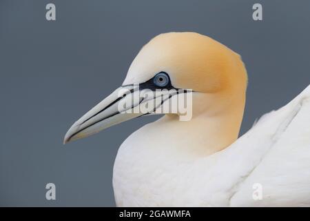 Un primo piano della testa di un adulto Northern Gannet (Morus bassanus) a Bempton Cliffs RSPB, East Yorkshire Foto Stock