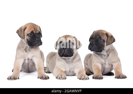 Tre cuccioli di cani da mastiff toro isolati su uno sfondo bianco Foto Stock